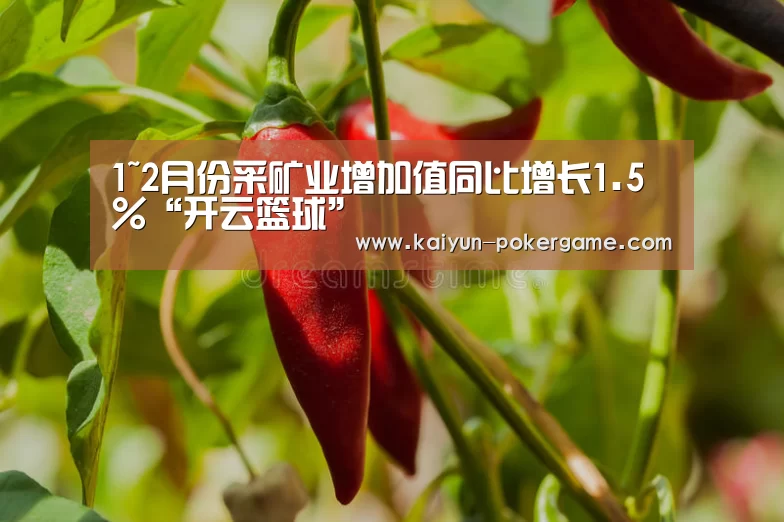 开云篮球