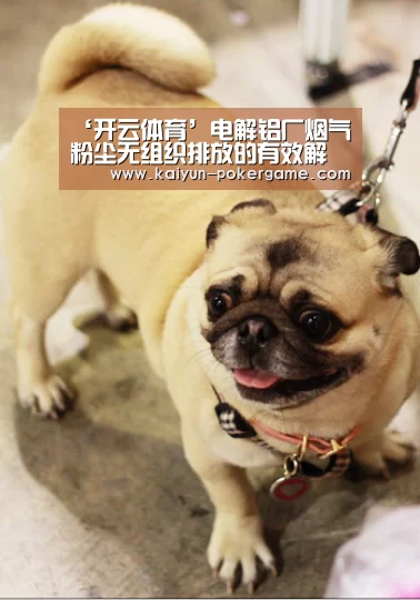 开云篮球