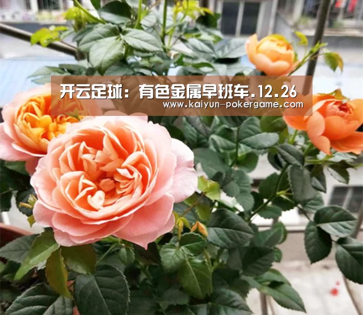 开云足球:有色金属早班车.12.26(图3) 开云体育
