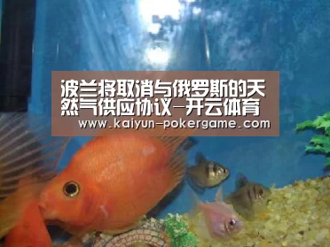 开云篮球